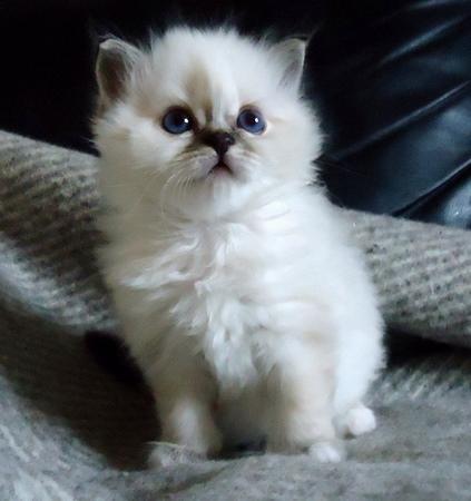 Hellig Birma Chicabee Viva la Vida - Lille V 5 uger billede 1