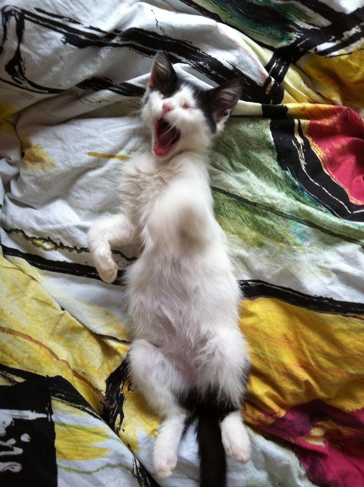 Huskat Dope - mooor, jeg sover altså... billede 11