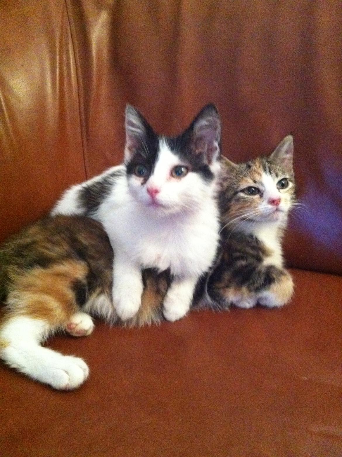 Huskat Dope - hun er så blød at putte på billede 12