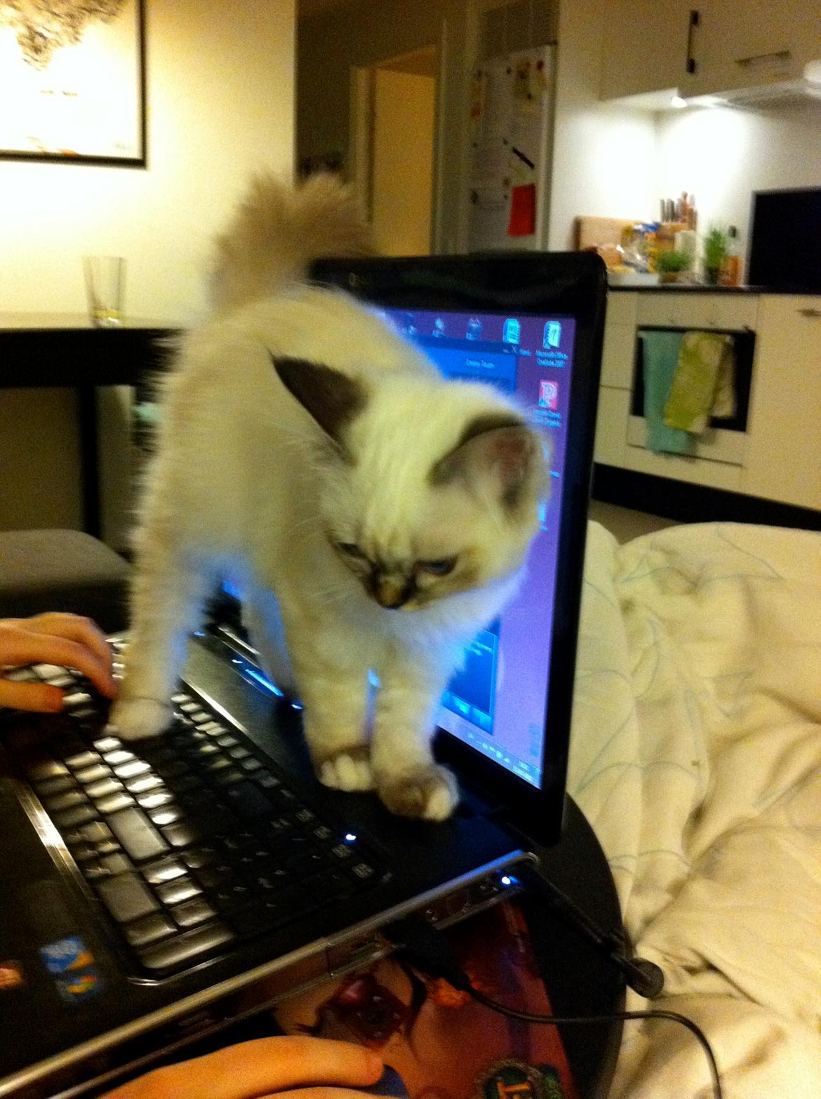 Hellig Birma Chicabee Viva la Vida - Lille V's bedste legetøj billede 6