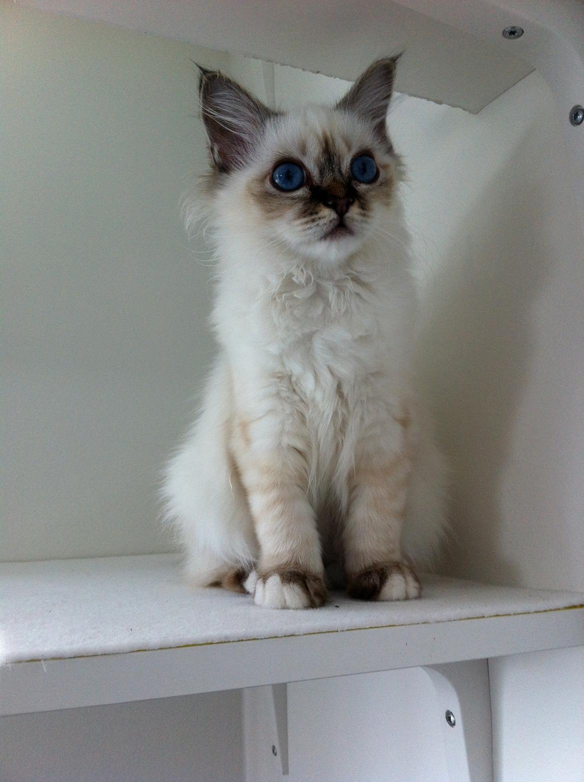 Hellig Birma Chicabee Viva la Vida - op på hylderne  billede 7