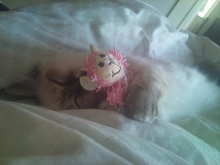 Hellig Birma Chicabee Viva la Vida billede 8