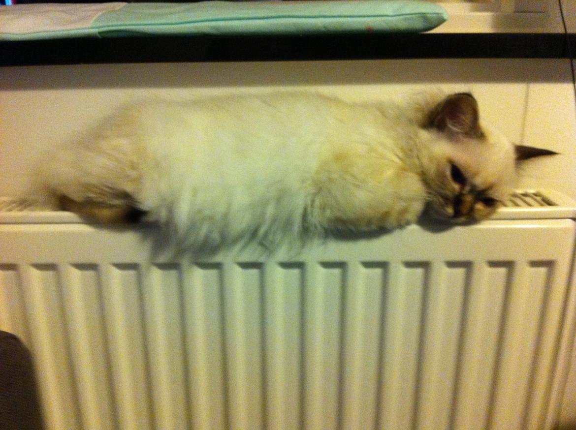 Hellig Birma Chicabee Viva la Vida billede 10