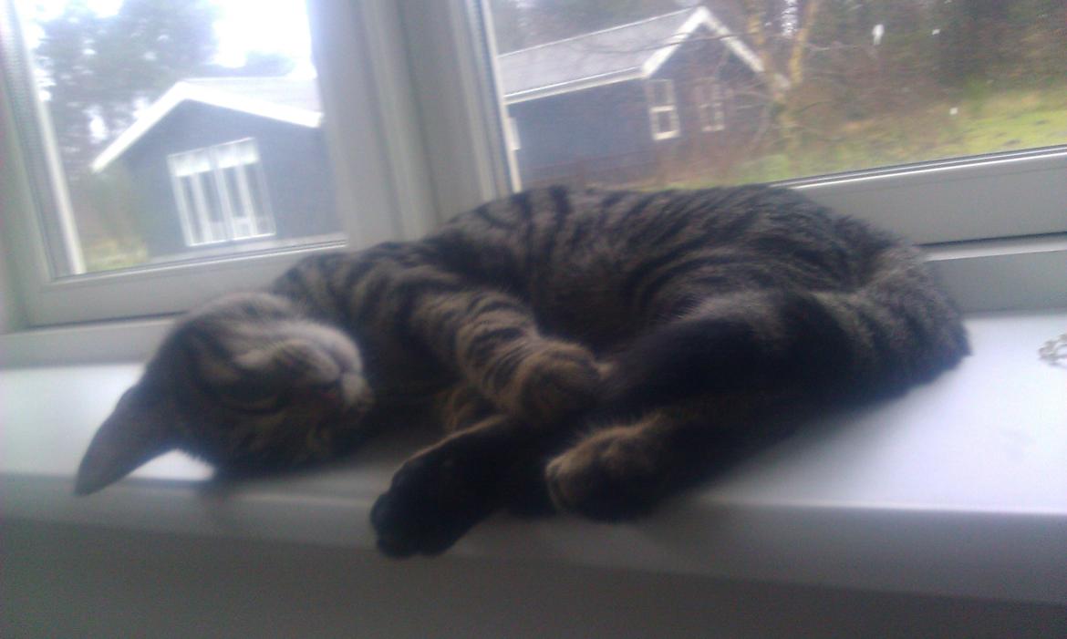 Blanding af racer Chloé (tidligere Mille) billede 2