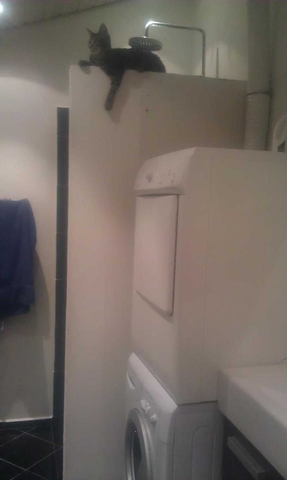 Blanding af racer Chloé (tidligere Mille) billede 3