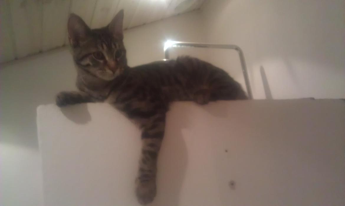 Blanding af racer Chloé (tidligere Mille) billede 4