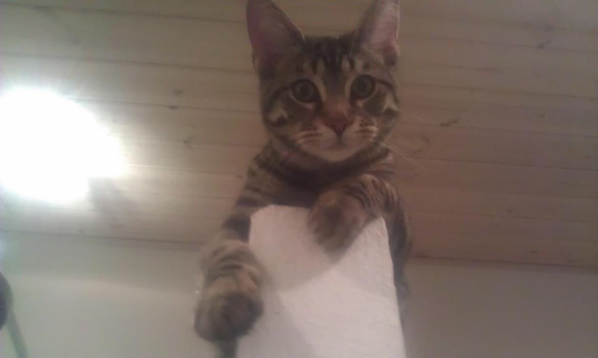 Blanding af racer Chloé (tidligere Mille) billede 5