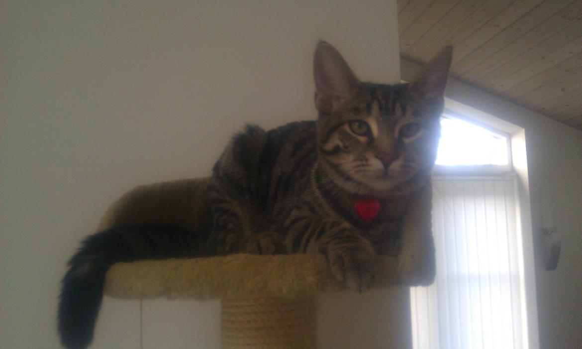 Blanding af racer Chloé (tidligere Mille) billede 6