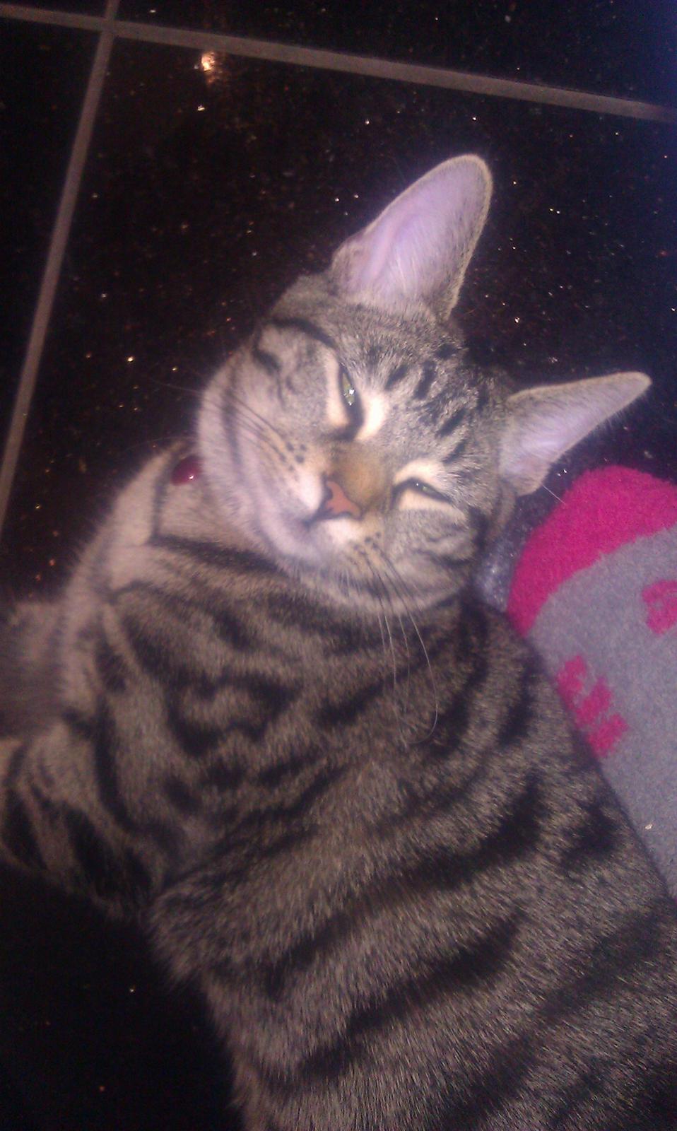 Blanding af racer Chloé (tidligere Mille) billede 7