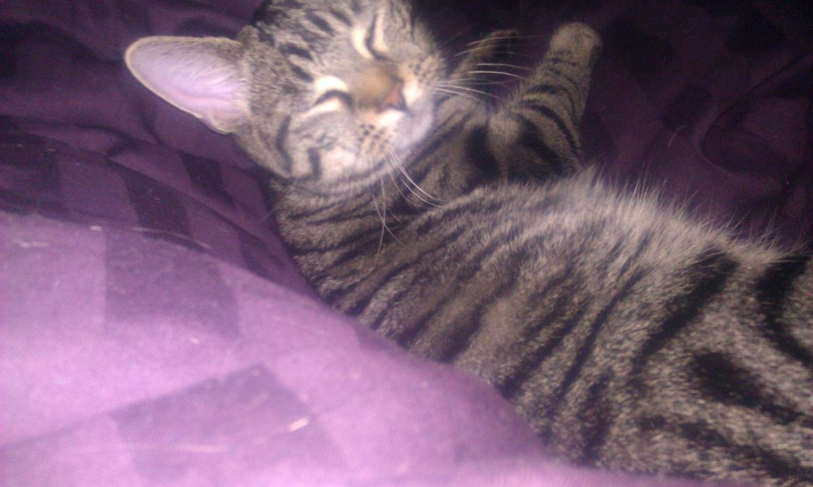 Blanding af racer Chloé (tidligere Mille) billede 8