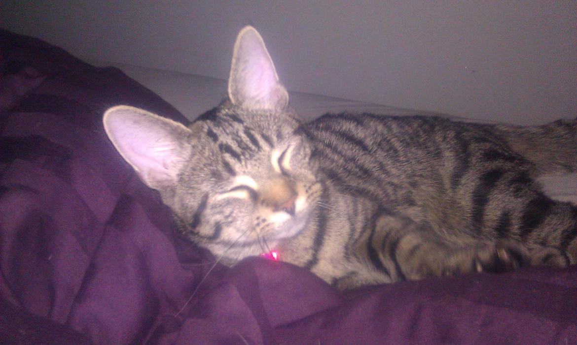 Blanding af racer Chloé (tidligere Mille) billede 9