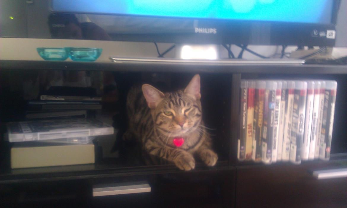 Blanding af racer Chloé (tidligere Mille) billede 10