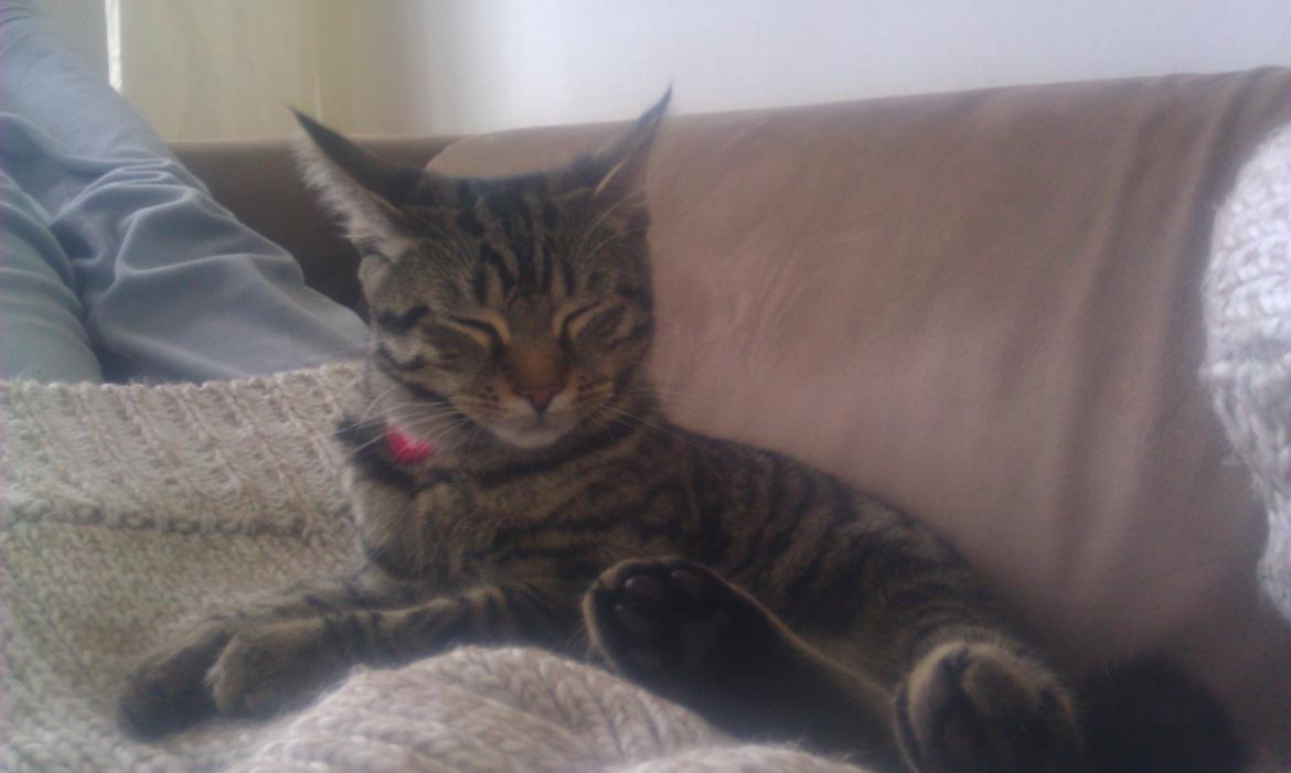 Blanding af racer Chloé (tidligere Mille) billede 11