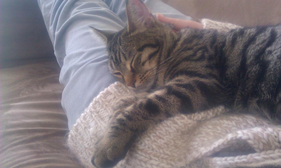 Blanding af racer Chloé (tidligere Mille) billede 12