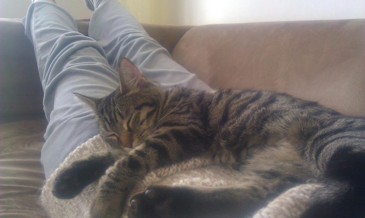 Blanding af racer Chloé (tidligere Mille) billede 13