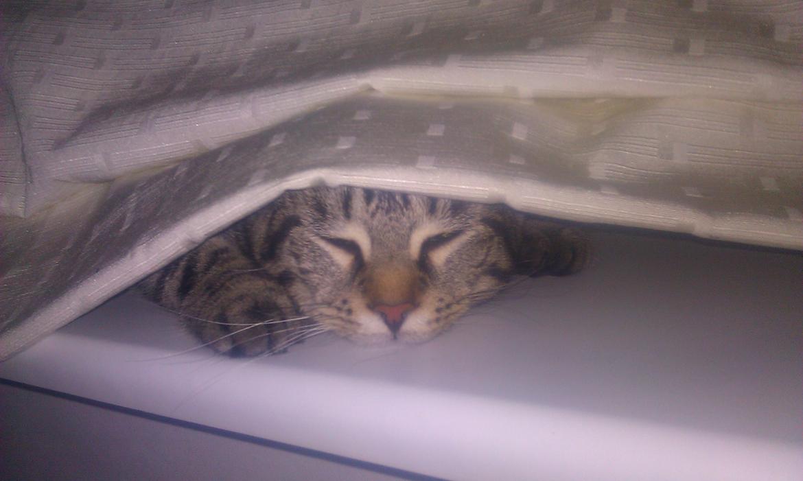 Blanding af racer Chloé (tidligere Mille) billede 14