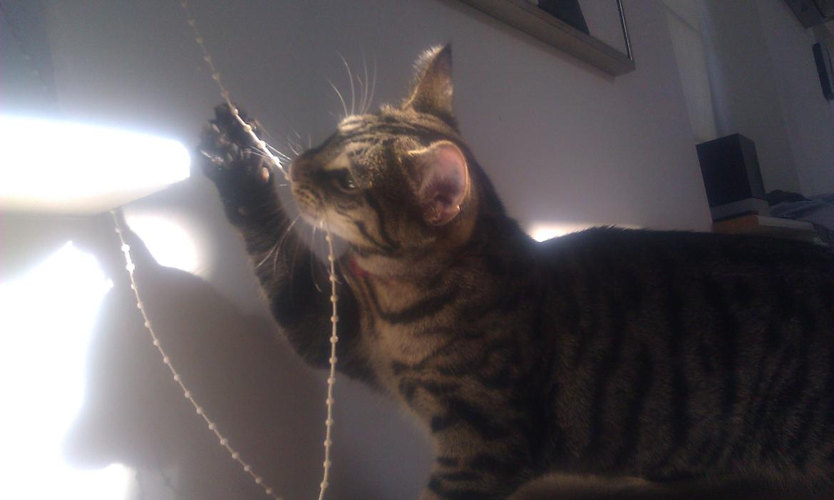 Blanding af racer Chloé (tidligere Mille) billede 15