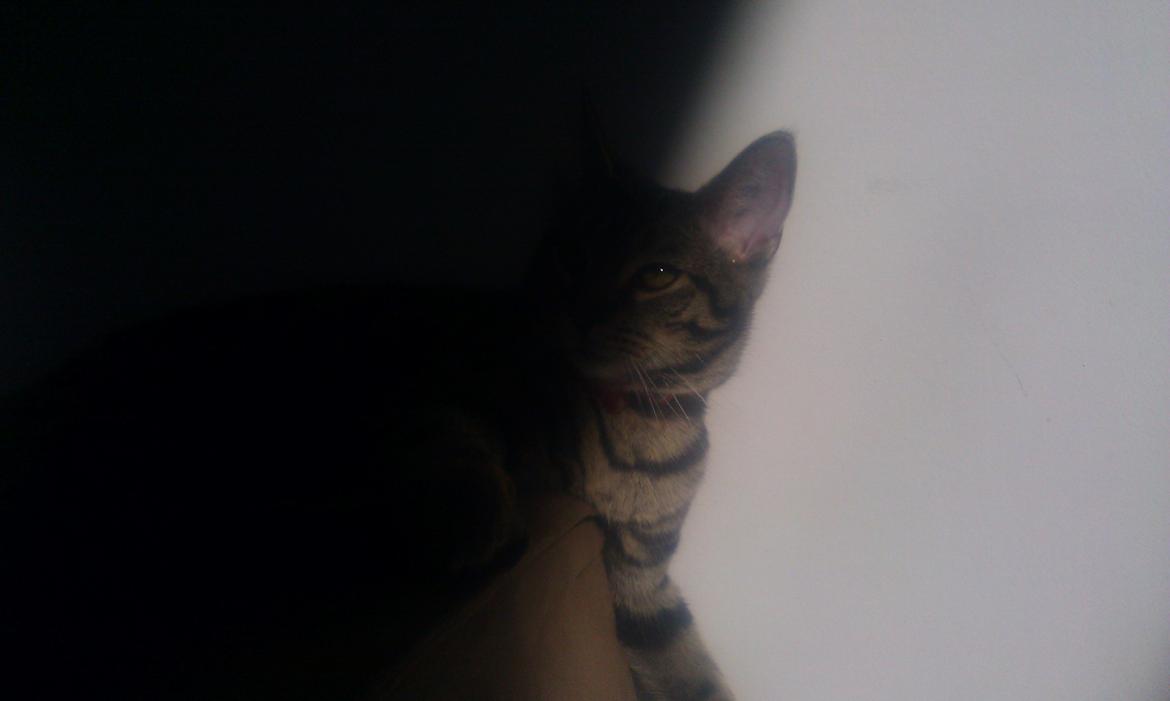 Blanding af racer Chloé (tidligere Mille) billede 16