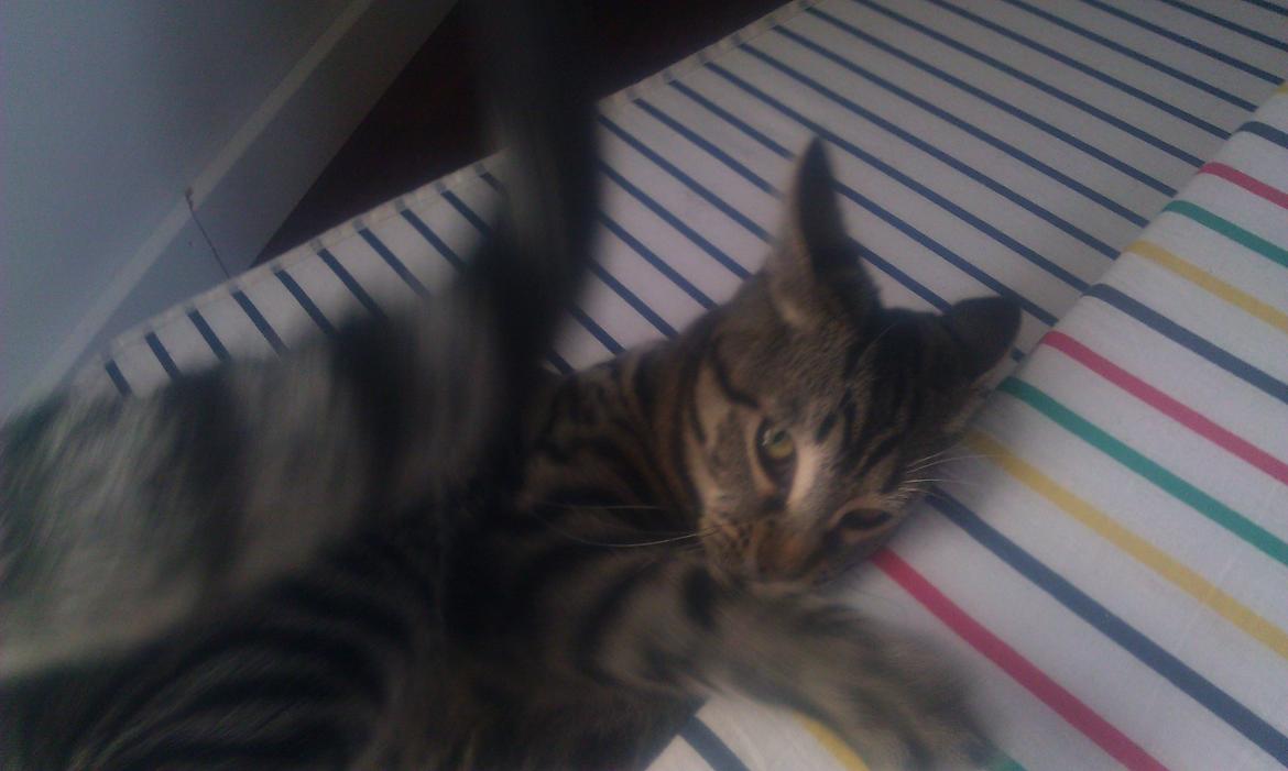 Blanding af racer Chloé (tidligere Mille) billede 17