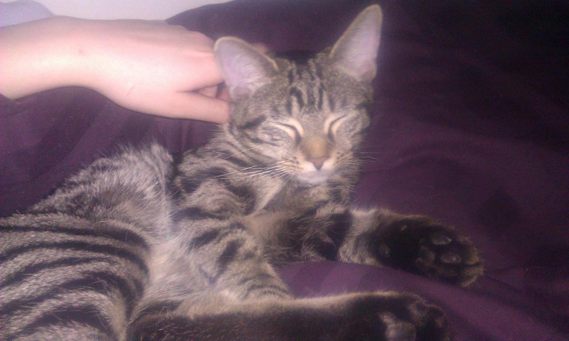 Blanding af racer Chloé (tidligere Mille) billede 18