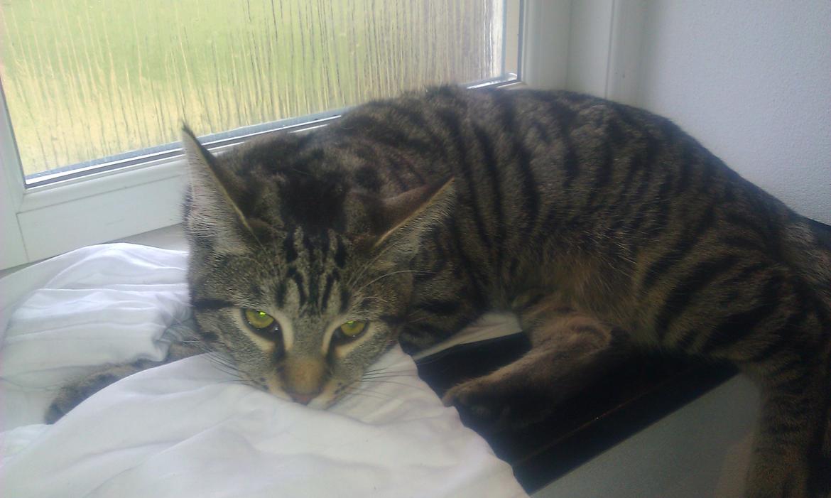 Blanding af racer Chloé (tidligere Mille) billede 19