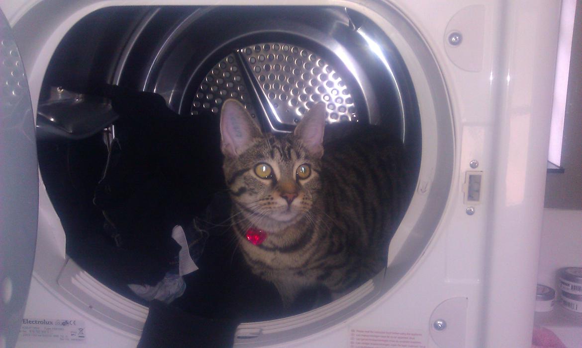 Blanding af racer Chloé (tidligere Mille) billede 20