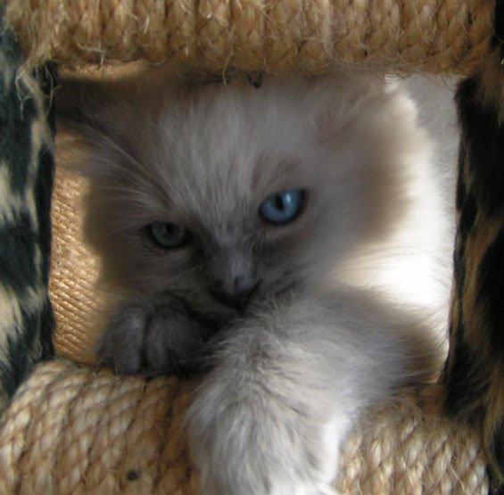 Ragdoll Ichigo billede 1