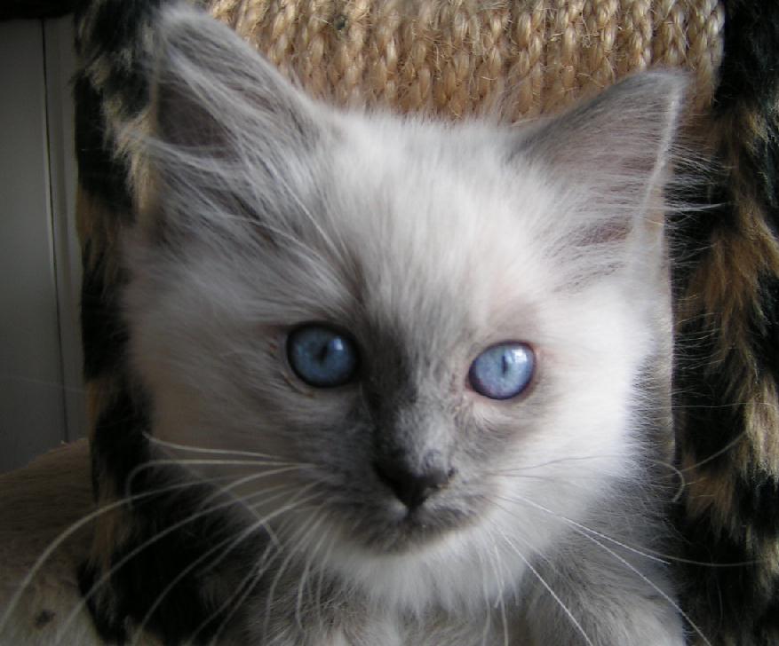 Ragdoll Ichigo billede 2