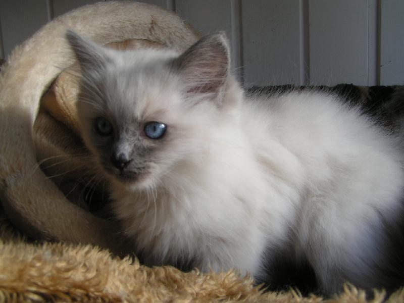 Ragdoll Ichigo billede 3