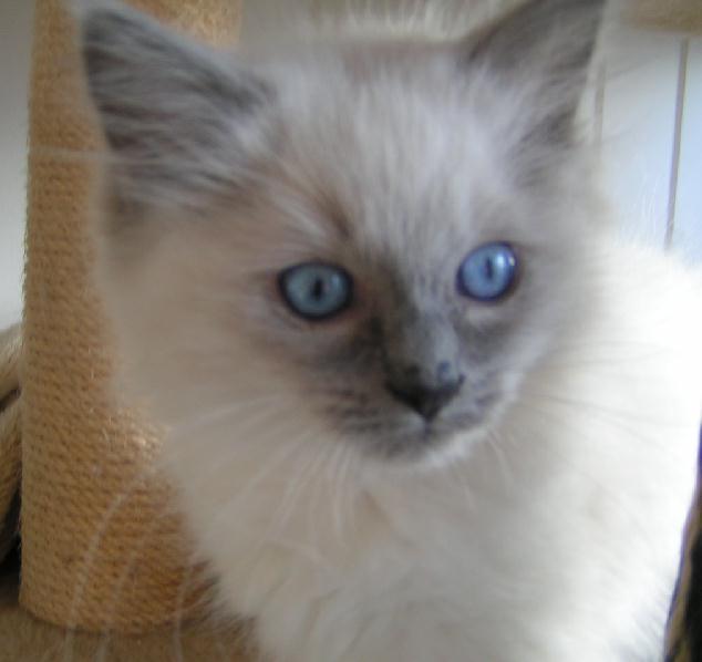 Ragdoll Ichigo billede 4