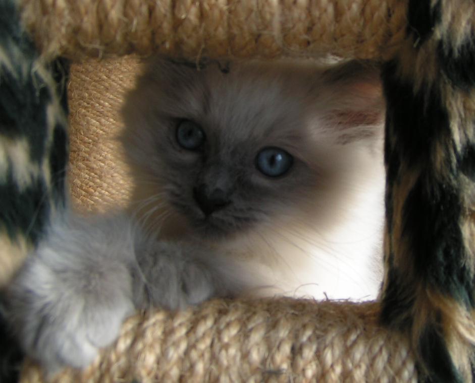 Ragdoll Ichigo billede 5