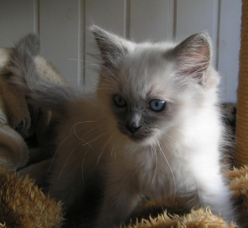 Ragdoll Ichigo billede 7