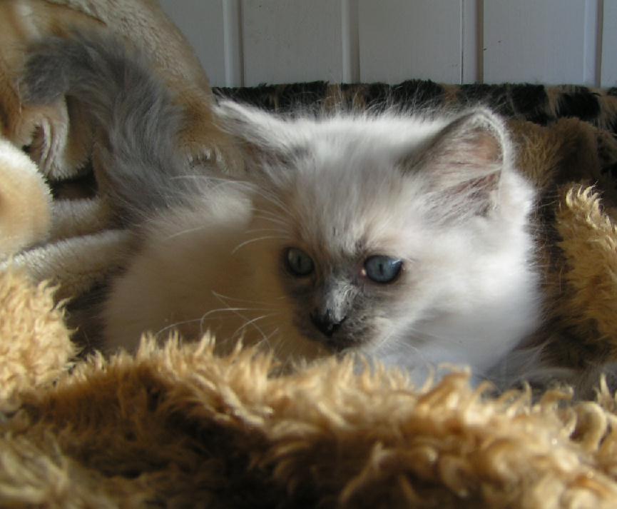 Ragdoll Ichigo billede 8