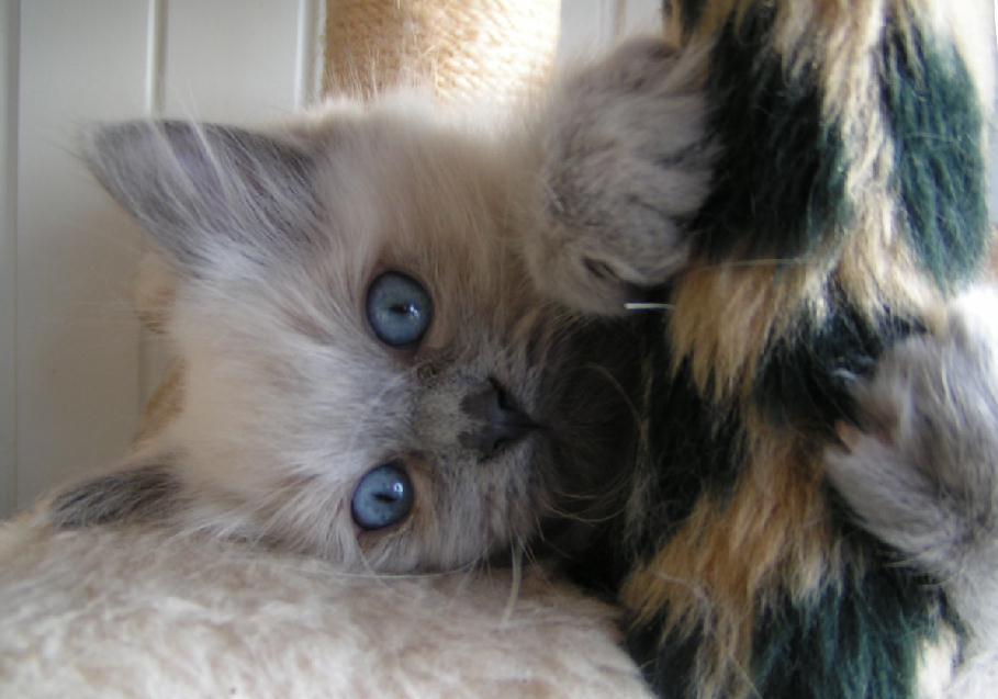 Ragdoll Ichigo billede 9