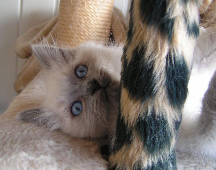 Ragdoll Ichigo billede 10