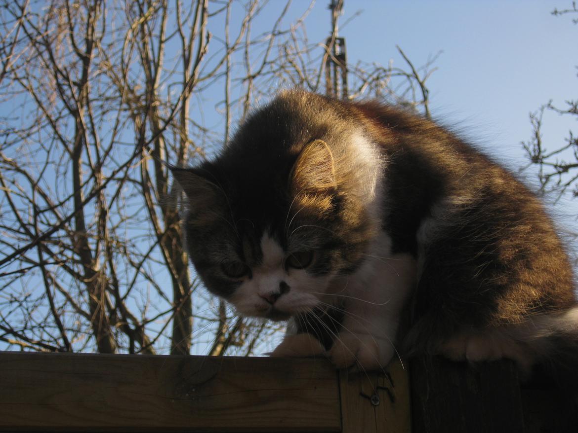 Blanding af racer Villa billede 7