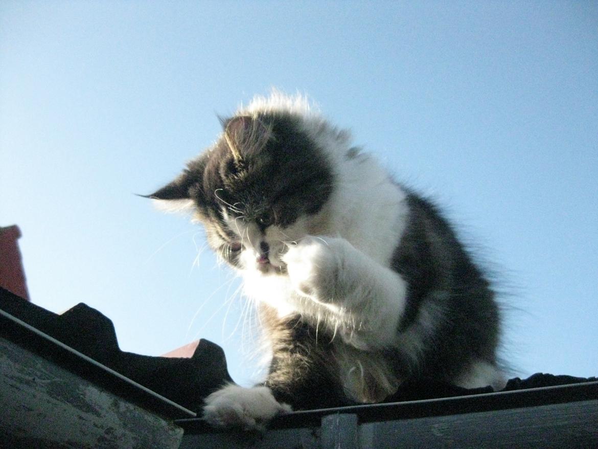 Blanding af racer Villa billede 8