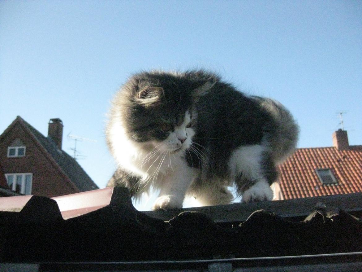 Blanding af racer Villa billede 9