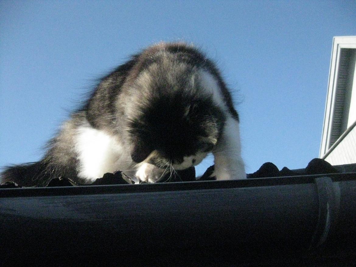 Blanding af racer Villa billede 10