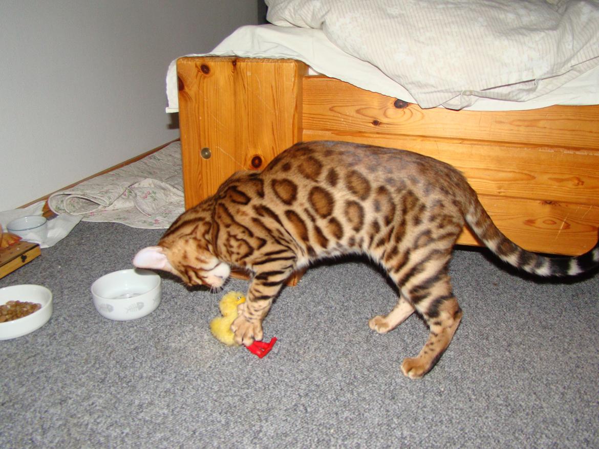 Bengal Chayton - Chayton, leg med 'kylling' billede 5