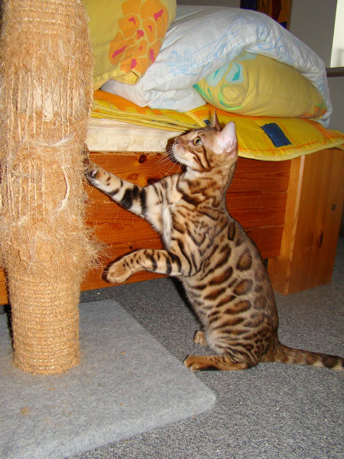 Bengal Chayton billede 6