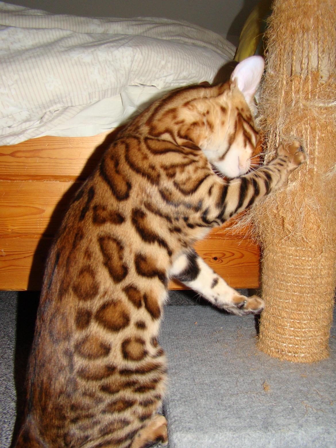 Bengal Chayton billede 7