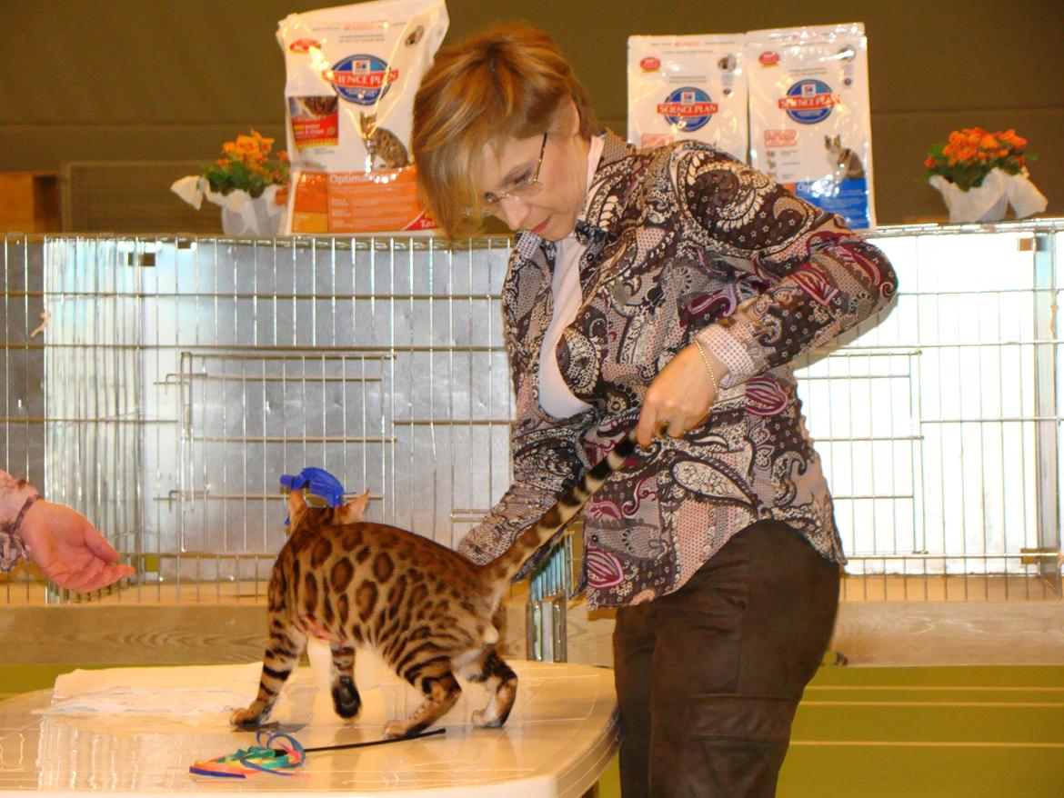 Bengal Chayton billede 8