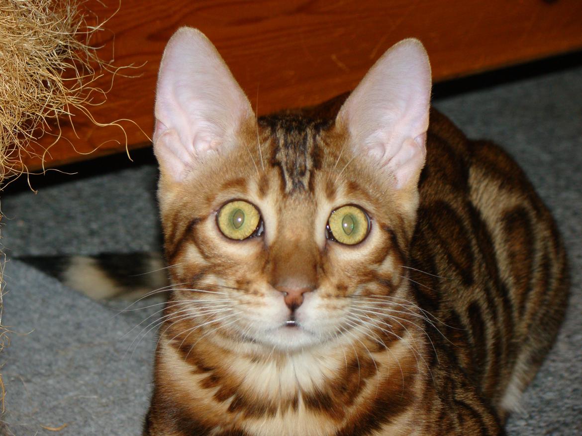 Bengal Chayton billede 9