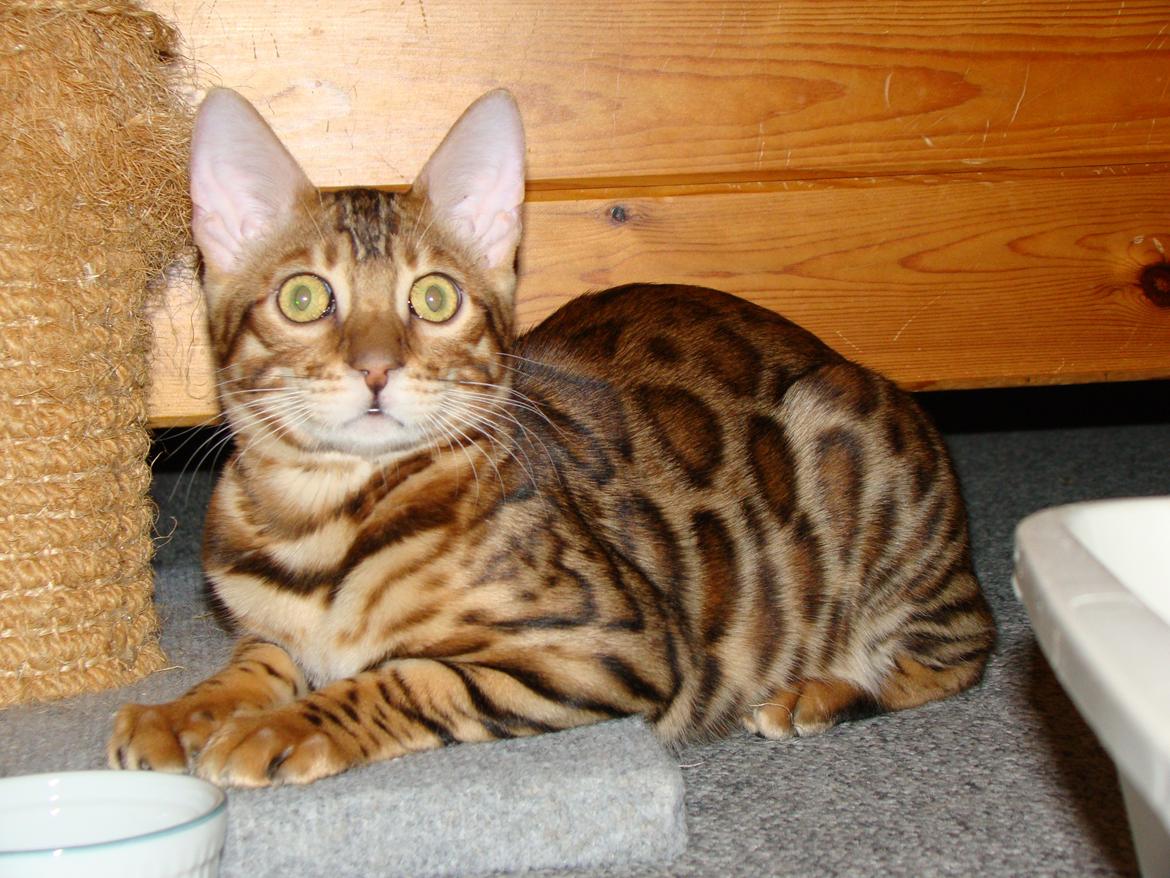 Bengal Chayton billede 10