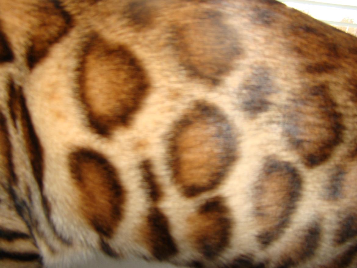 Bengal Chayton billede 11