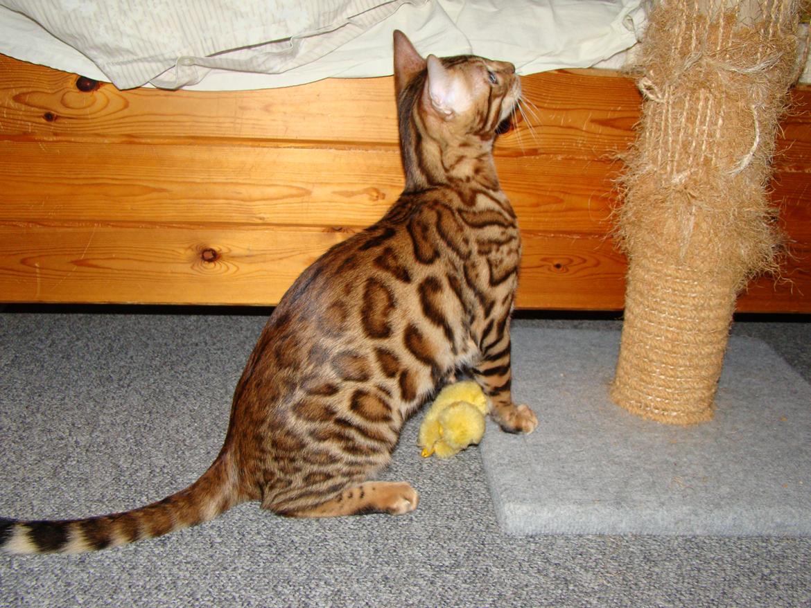 Bengal Chayton billede 12