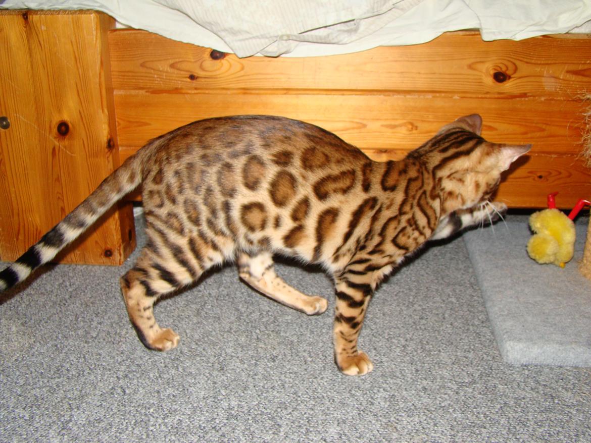 Bengal Chayton billede 13