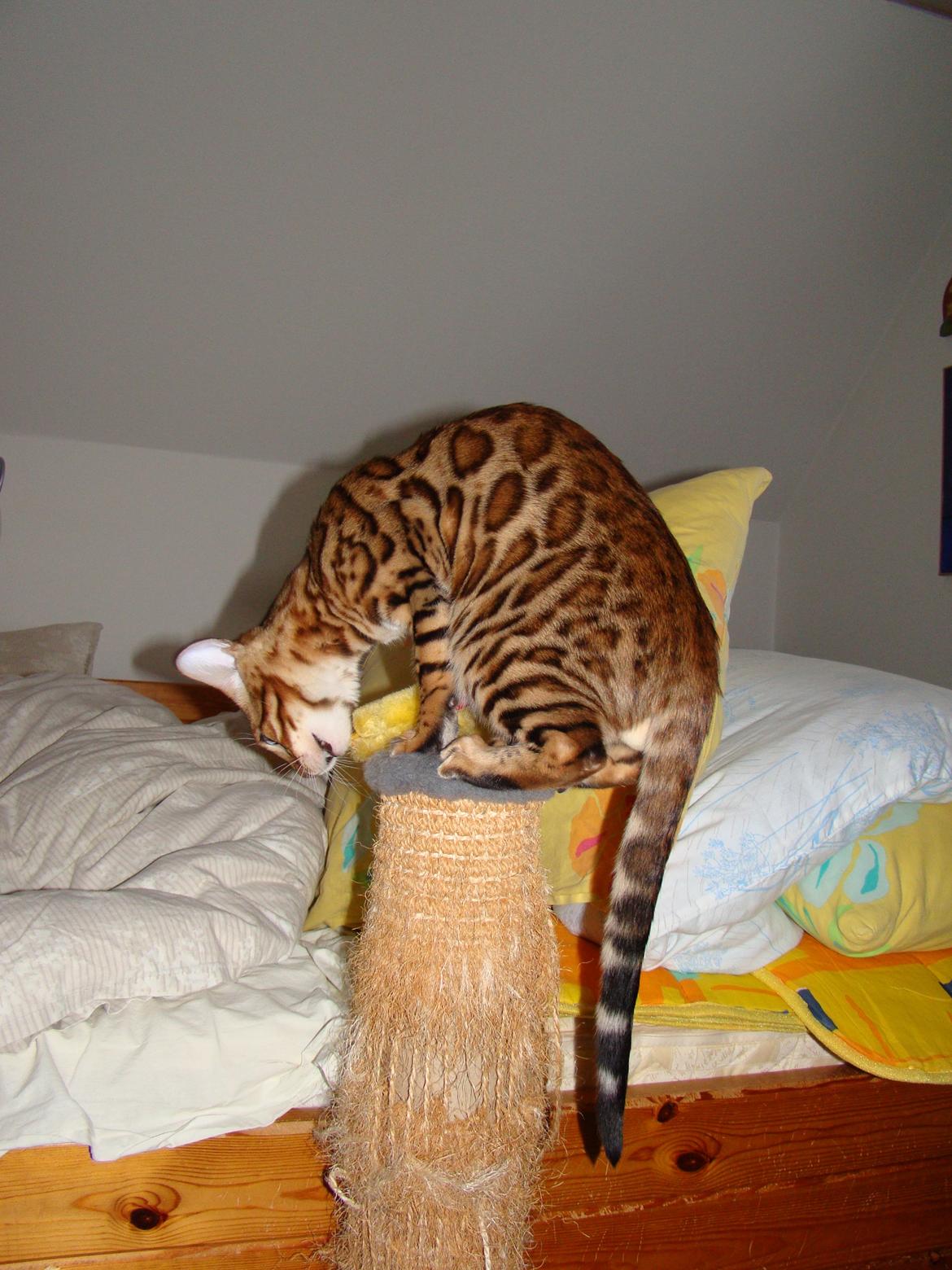 Bengal Chayton billede 14