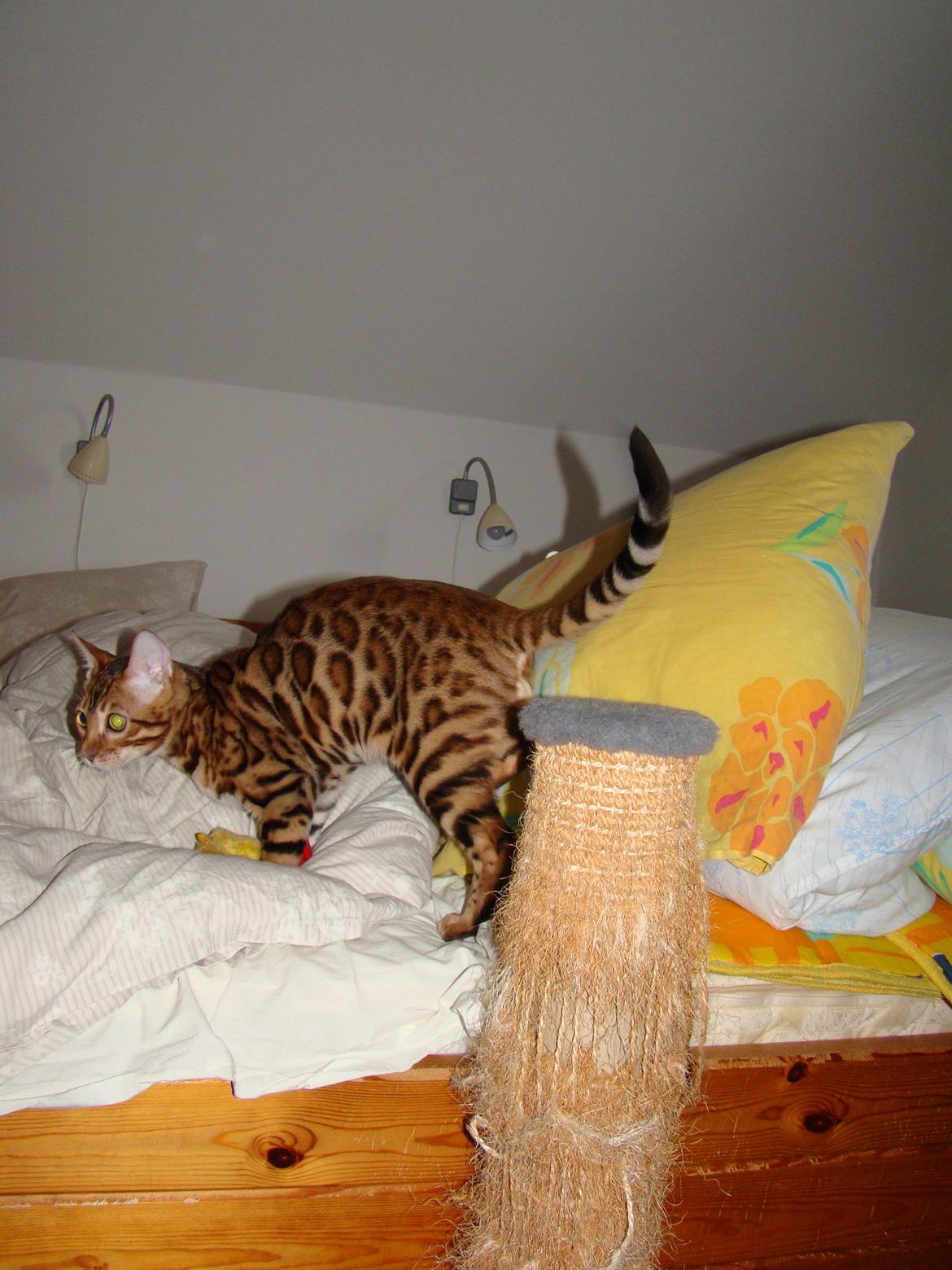 Bengal Chayton billede 15